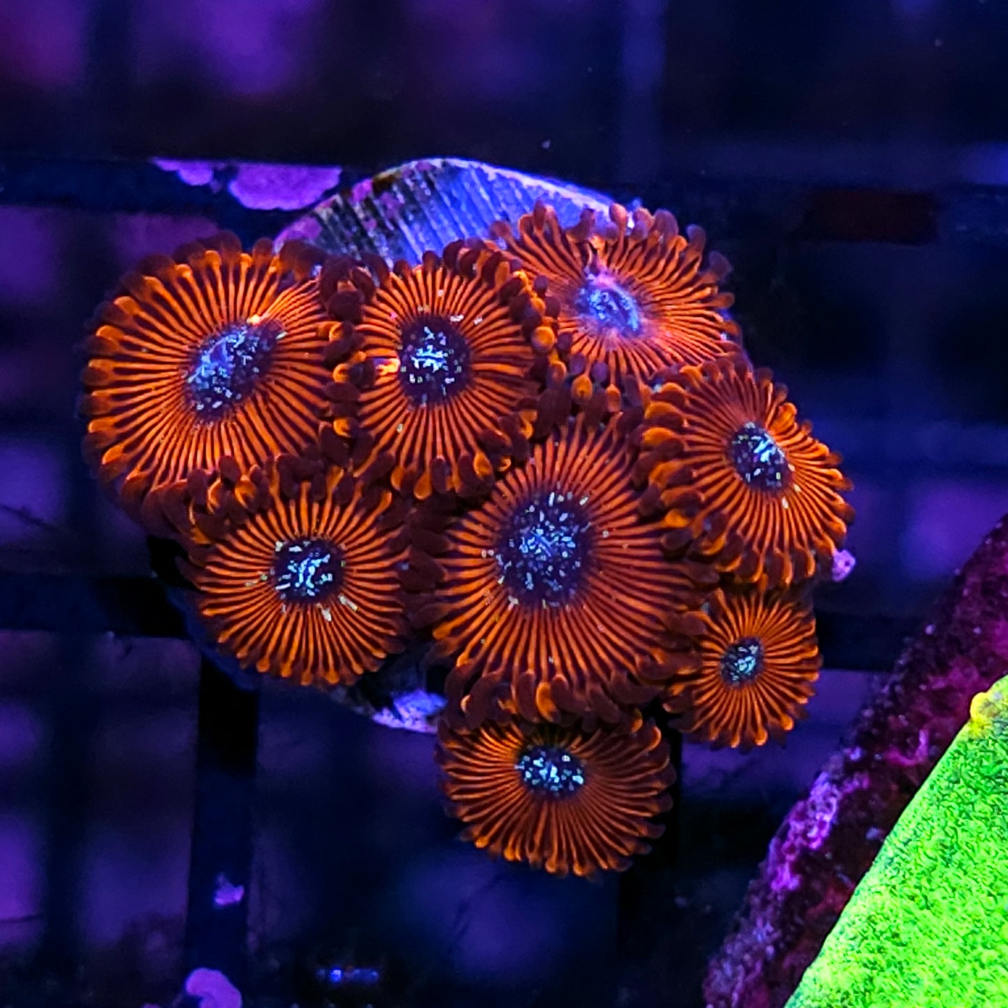 Salted Agave Zoas
