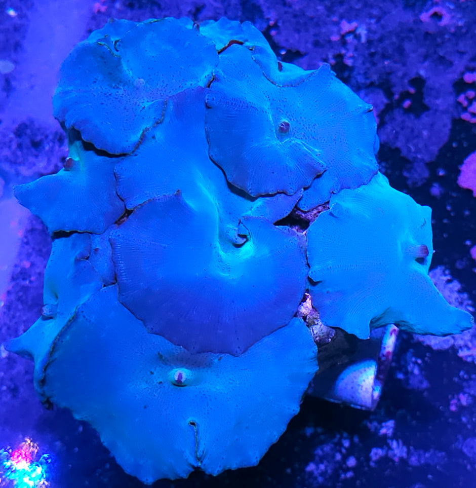 Turquoise Velvet Mushroom Colony