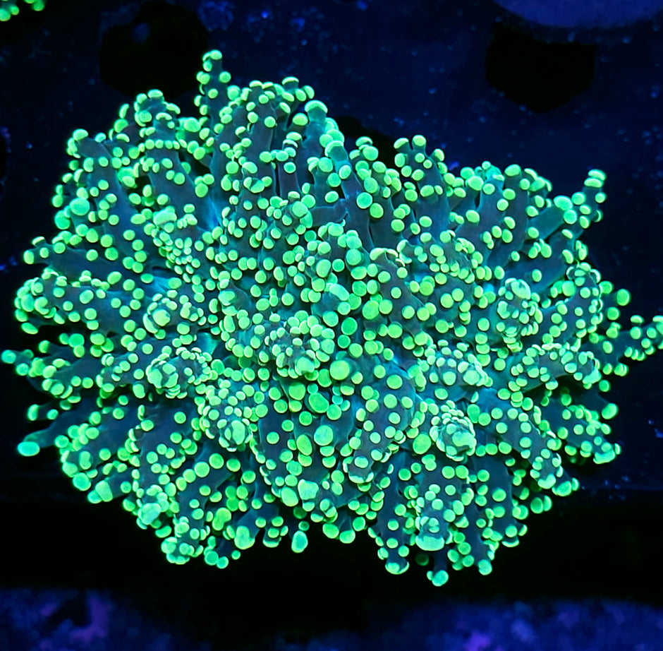 Fat Lakers Frogspawn