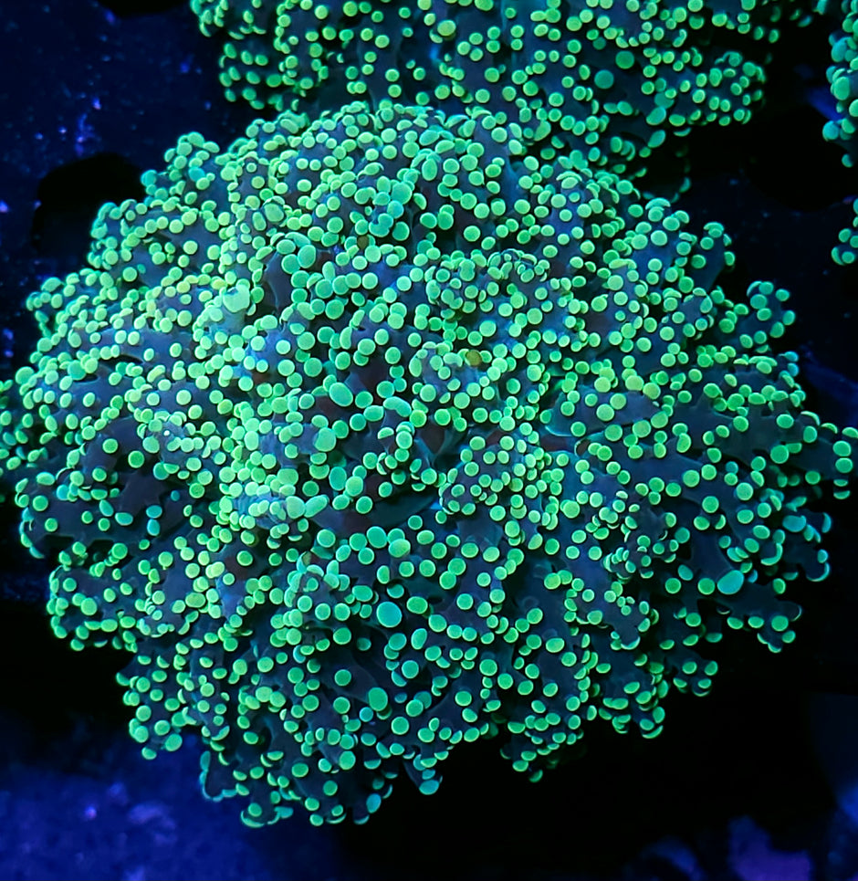 Huge Head Lakers Frogspawn