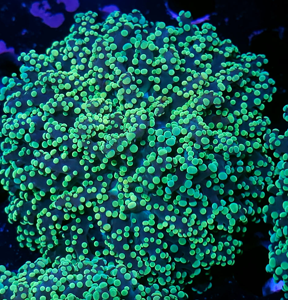 Huge Head Lakers Frogspawn