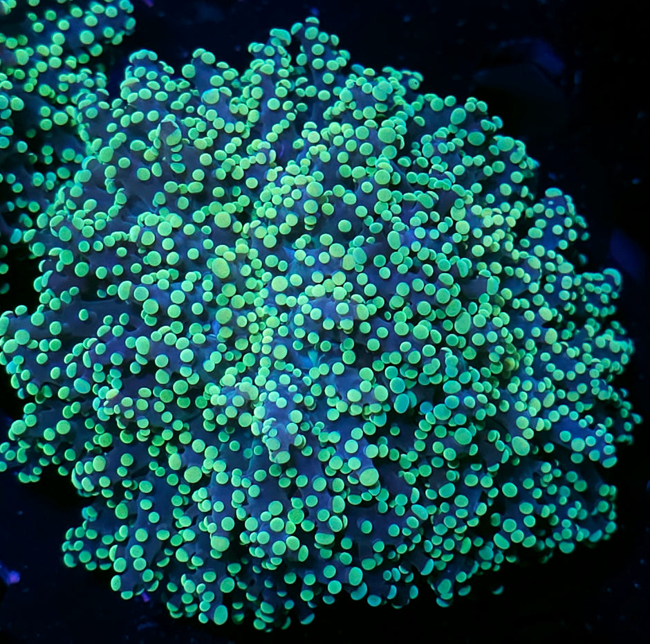 Huge Head Lakers Frogspawn