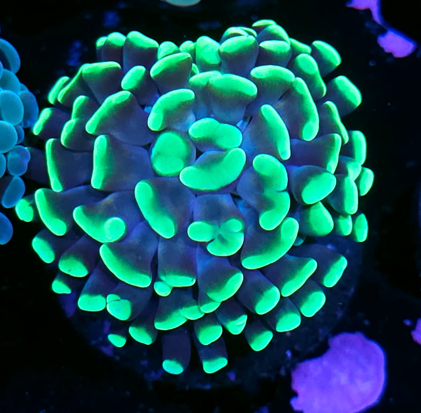 Neon Tip Branching Hammer