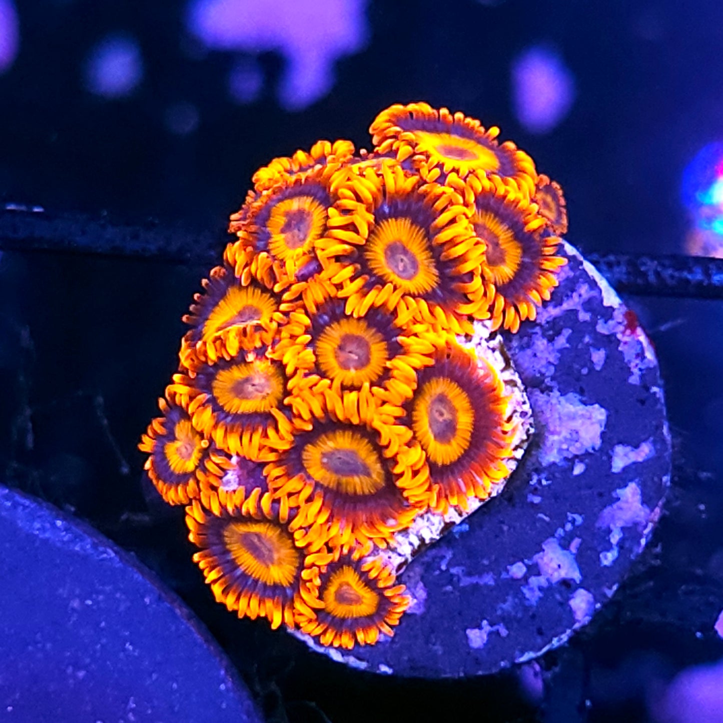 Orange Oxide Zoas