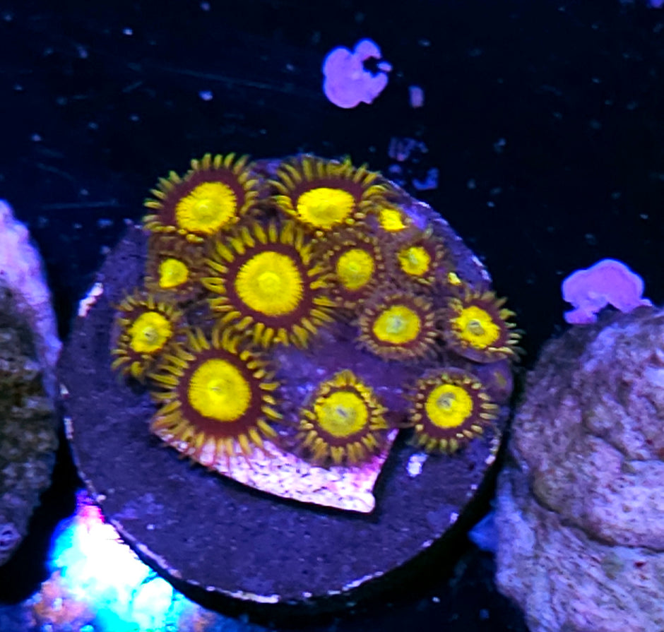 King Midas Zoas