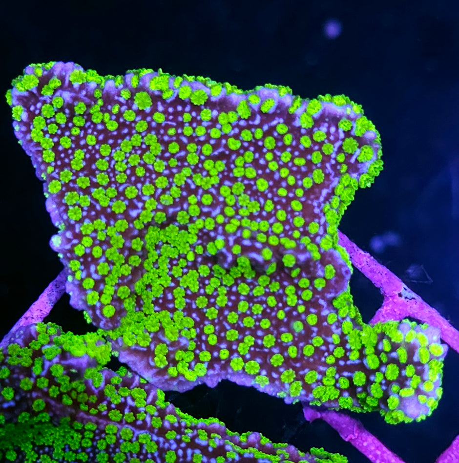 DR Fireflies Montipora Colony