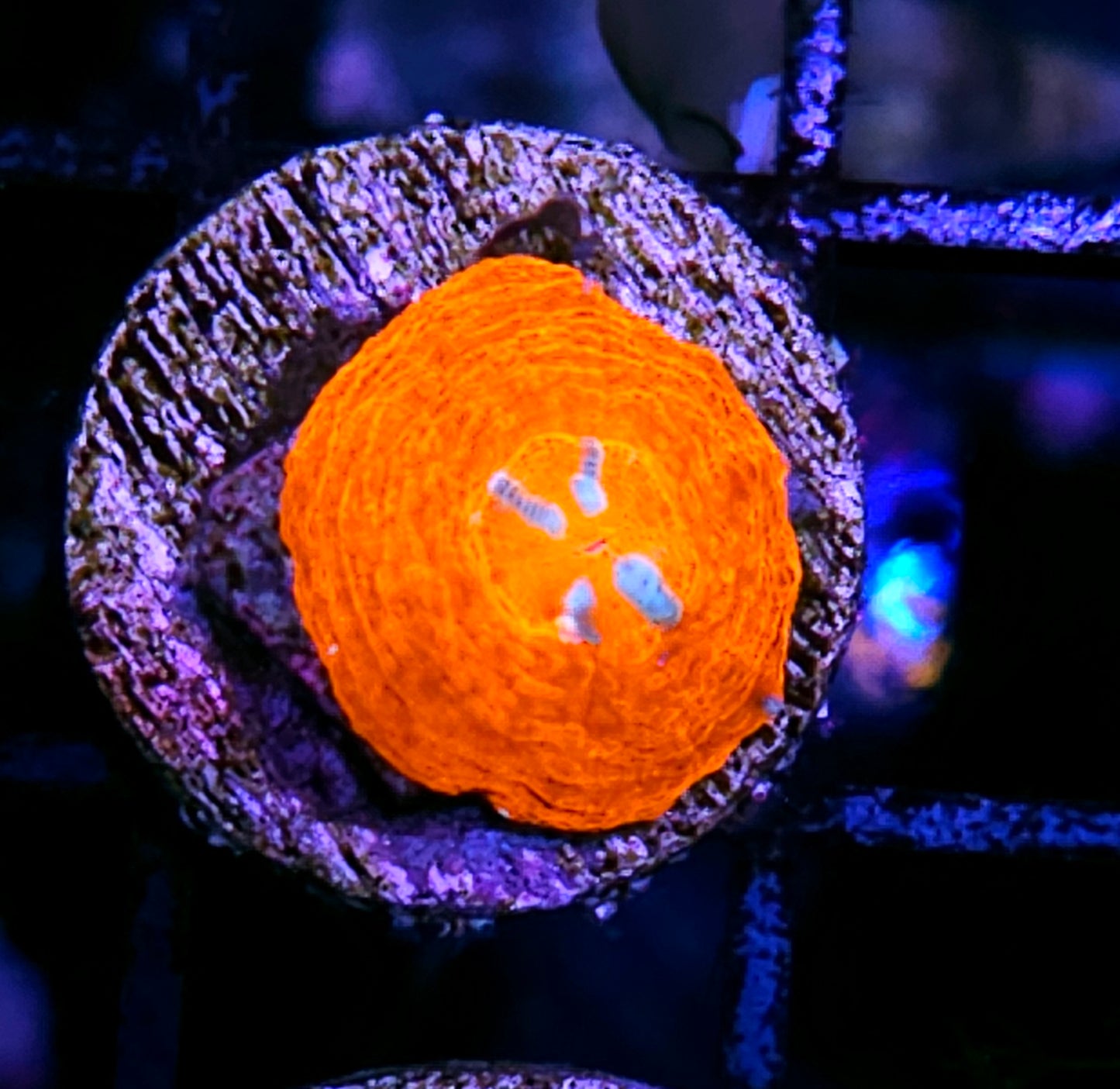 Aquacultured Tank Spawned Epic Scolymia