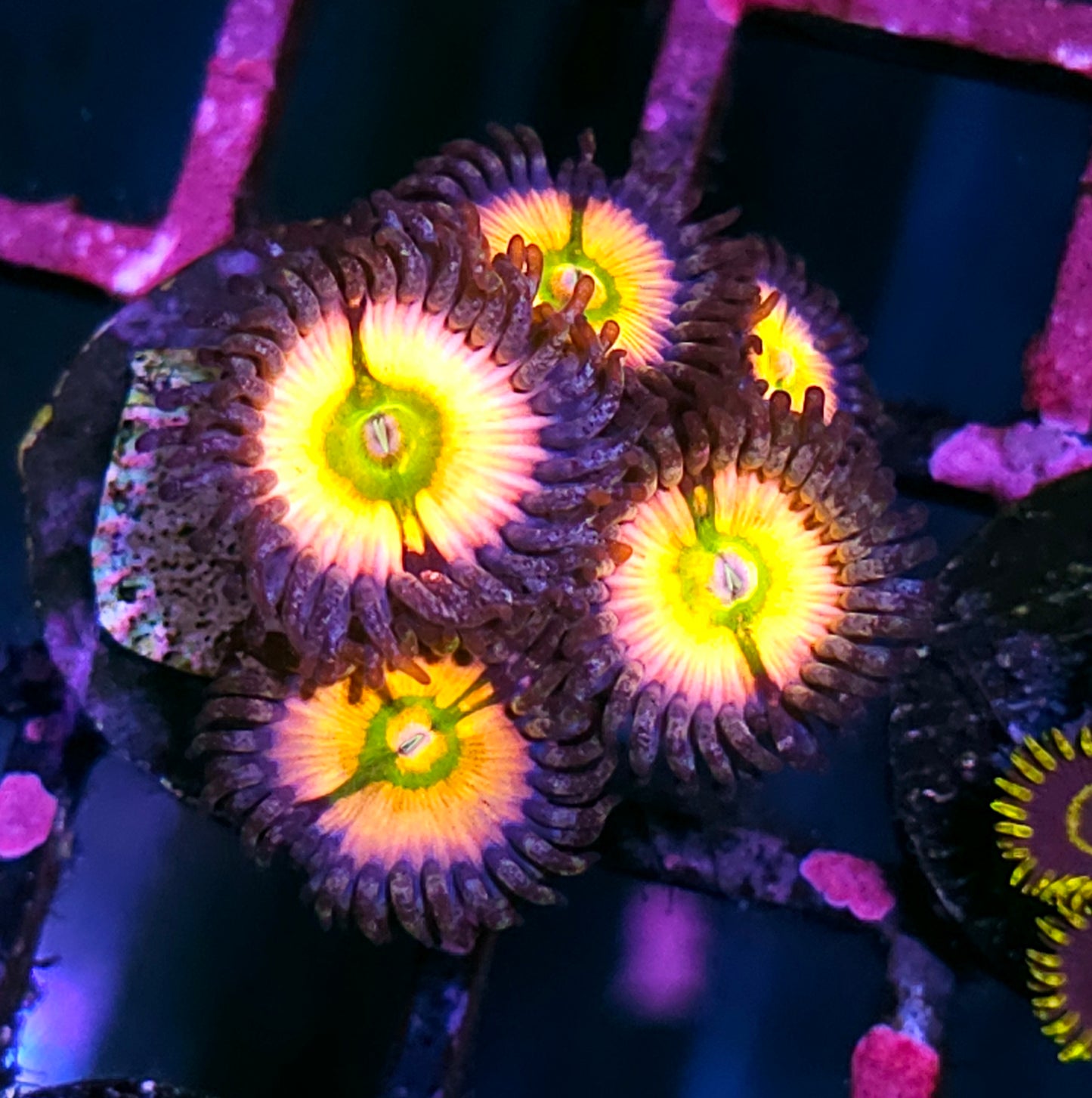 DR Rainbow Implosion Zoas