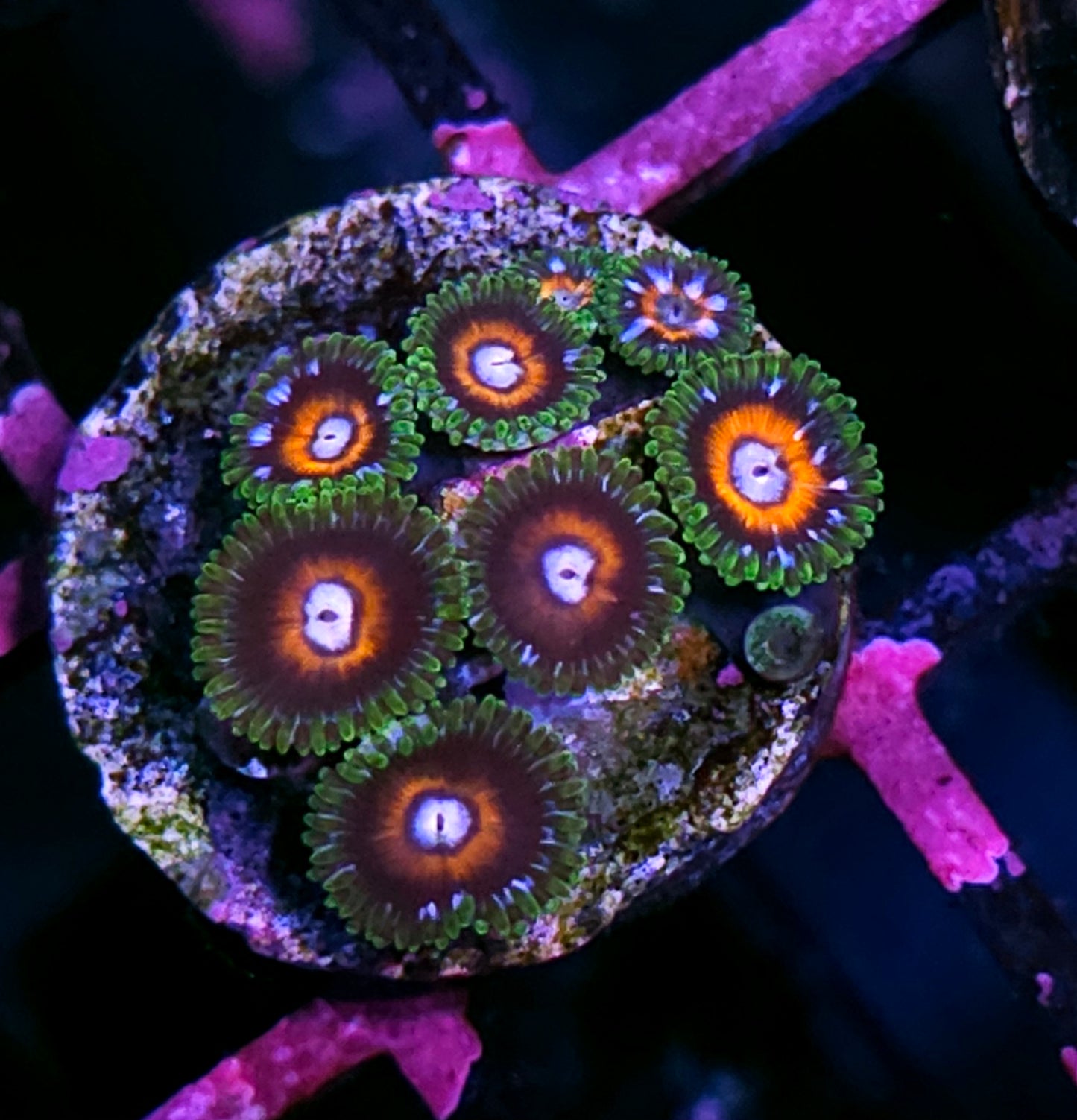 TG G13 Zoas