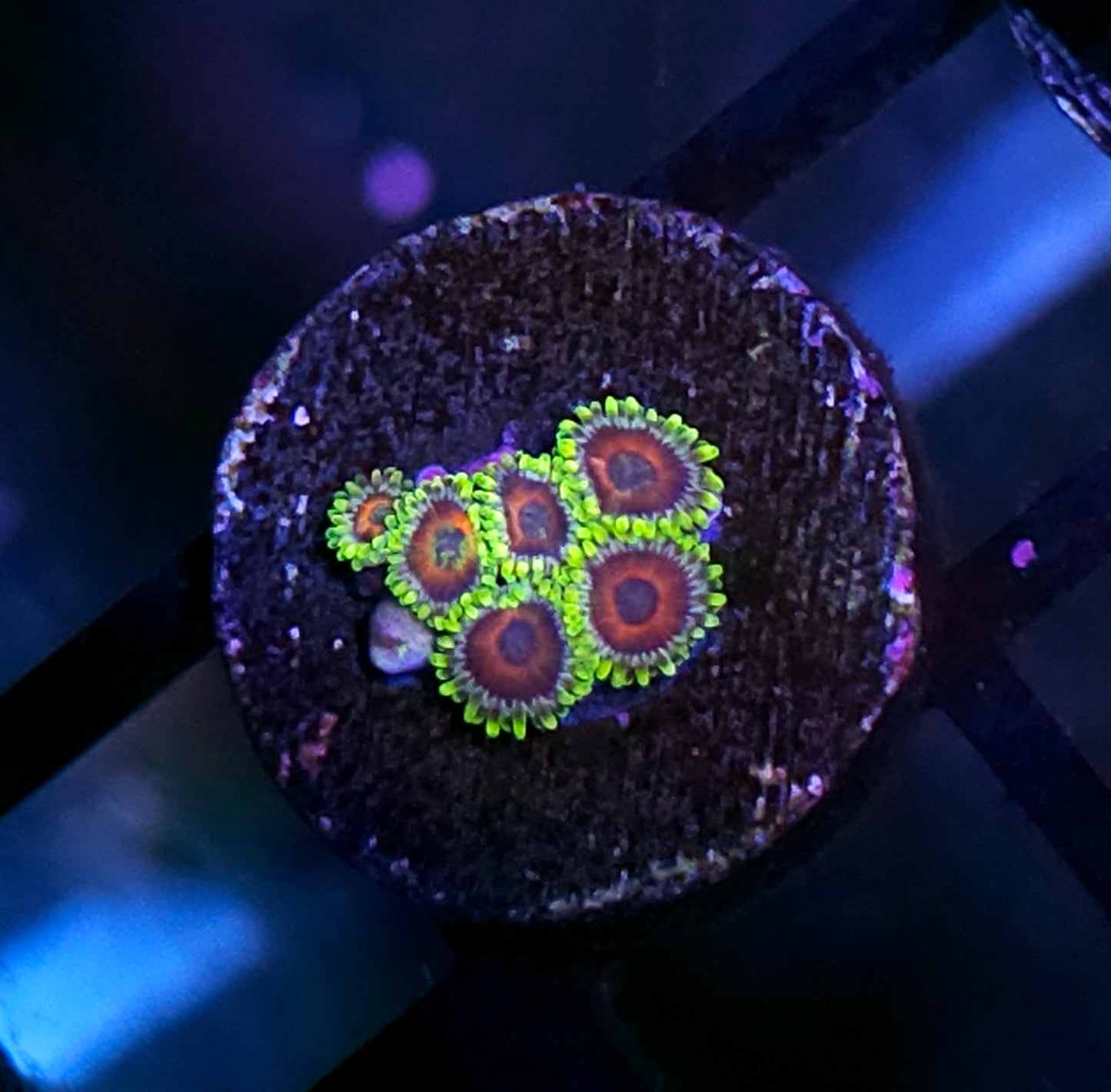 Wacky Watermelon Zoas