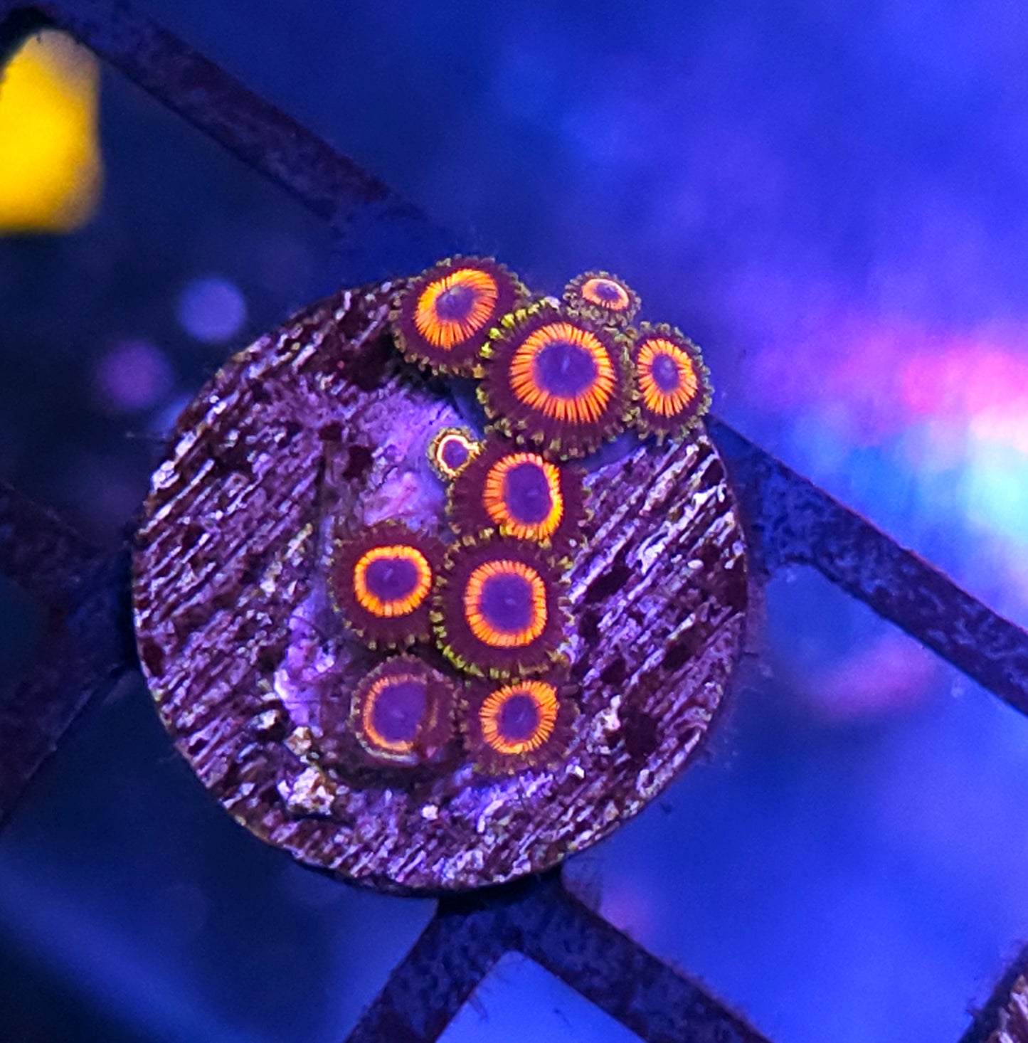 Funhouse Zoas