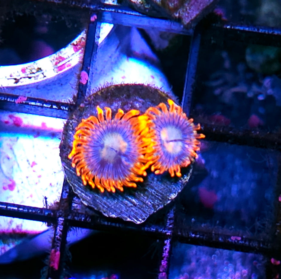 HF Blue Flames Zoas