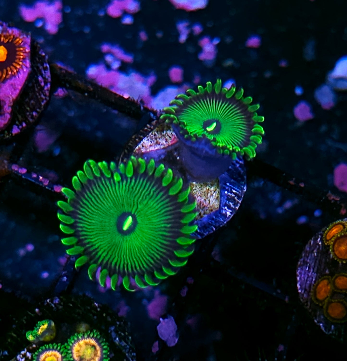 HF Grouchy Green PE Zoas