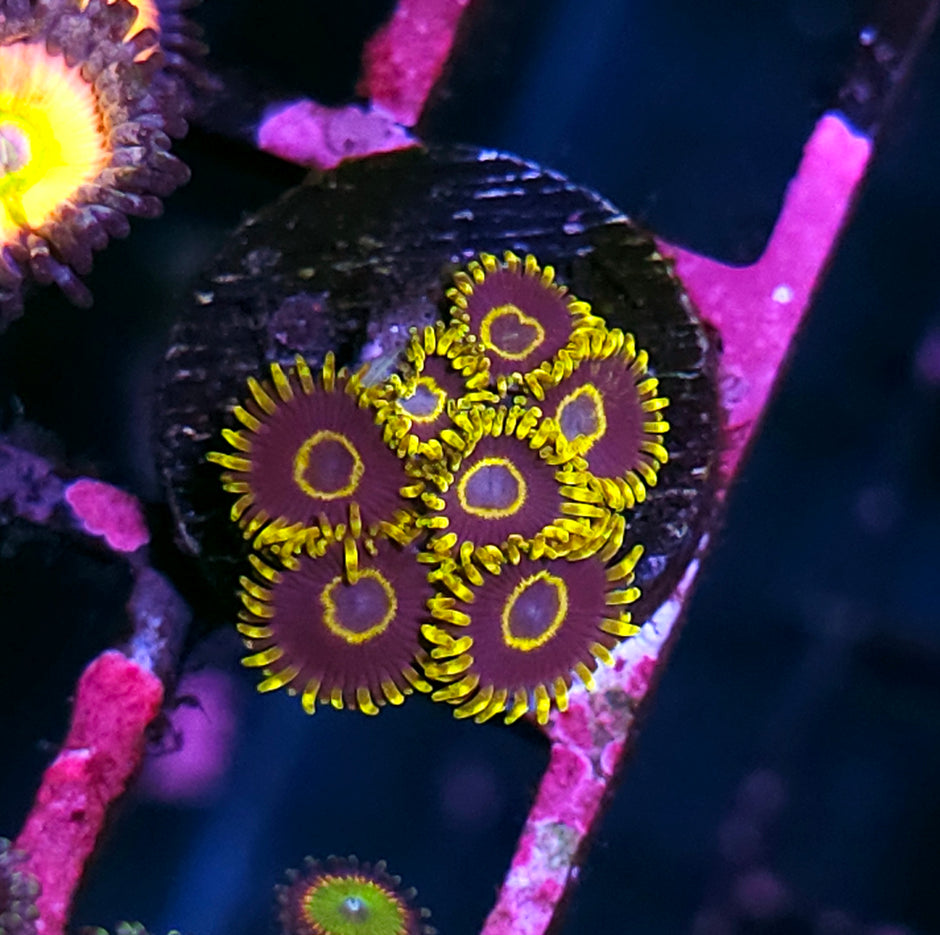 Purple Hornet Zoas