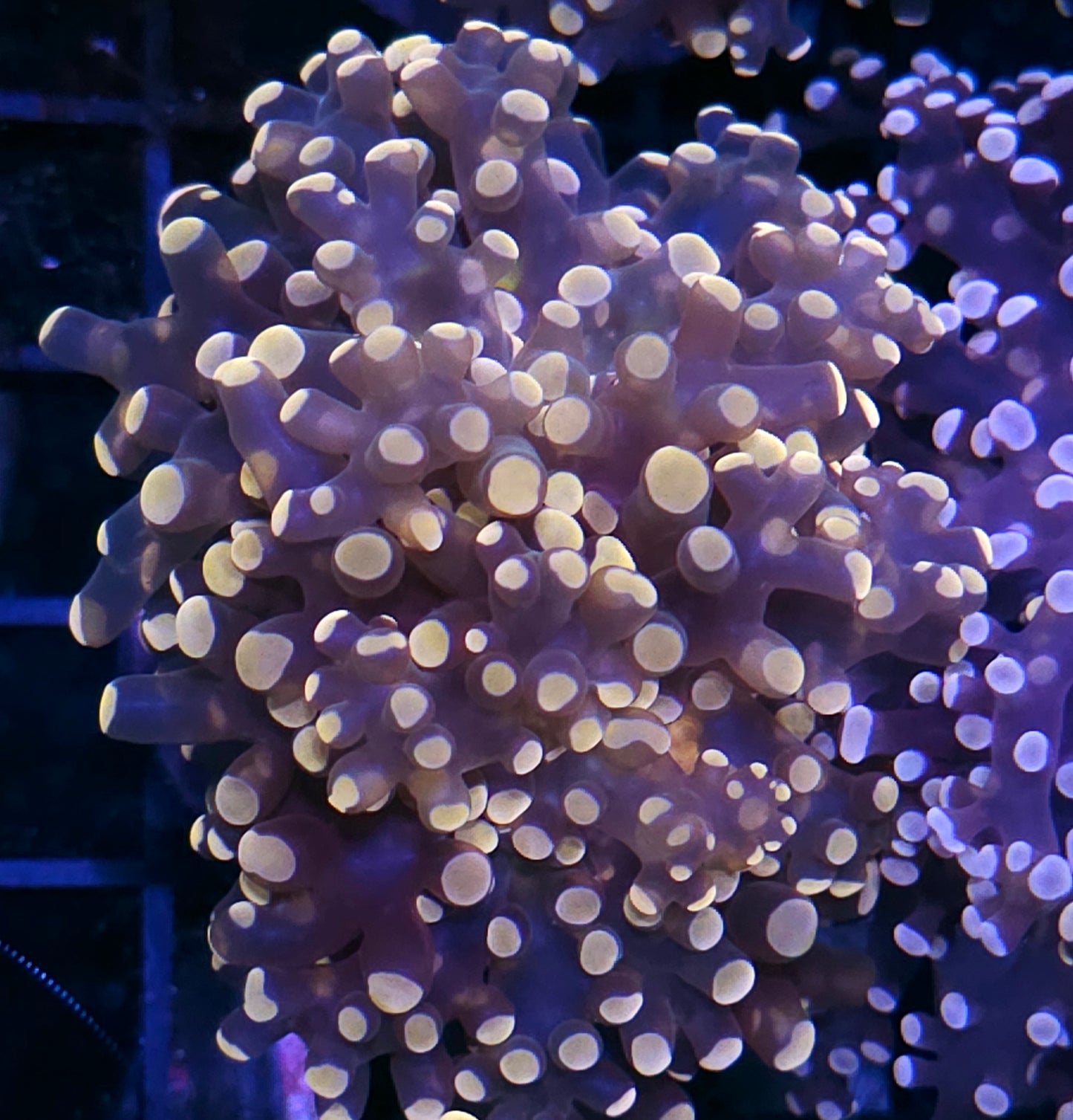 Orange Frogspawn