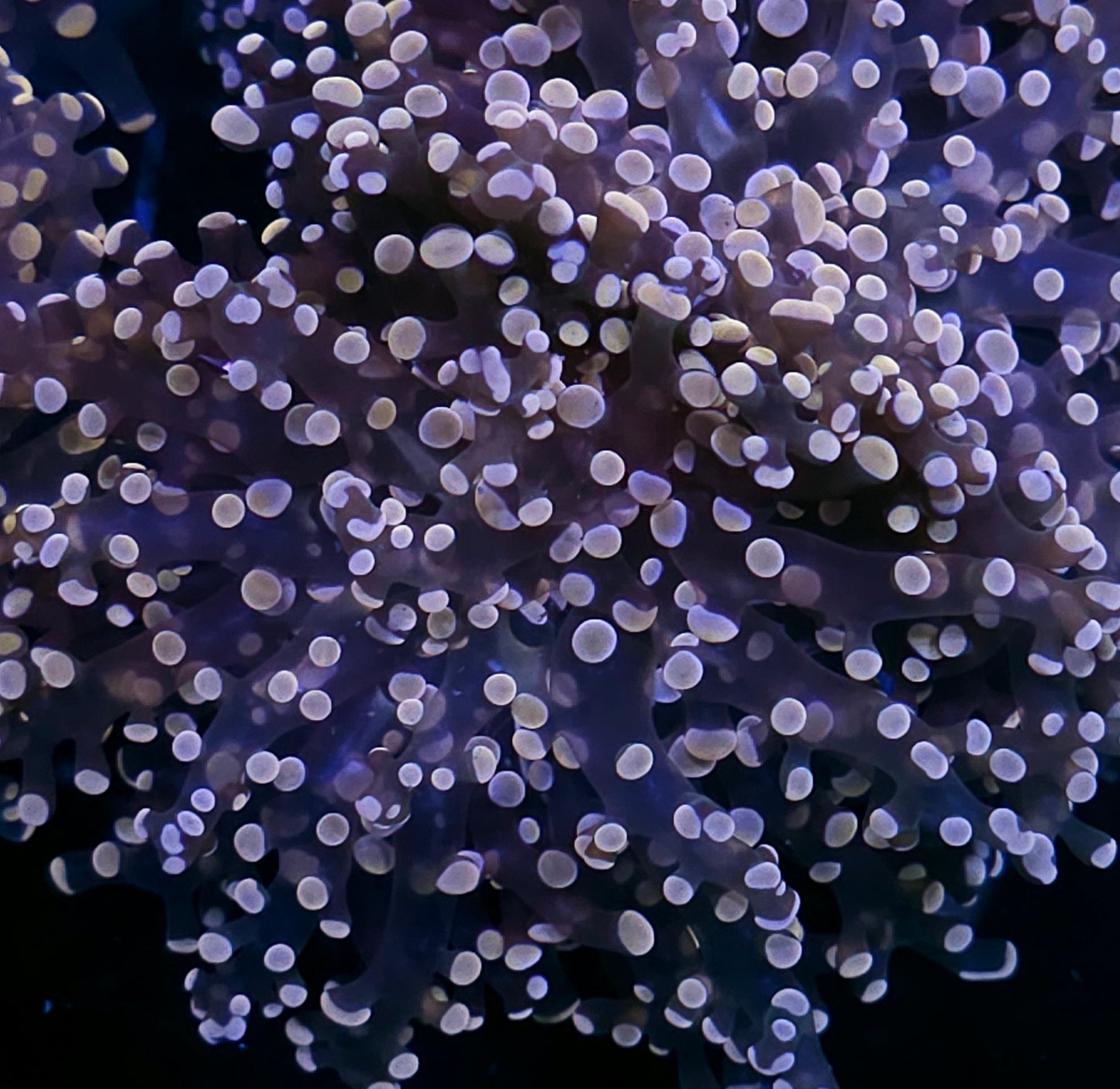 Orange Frogspawn
