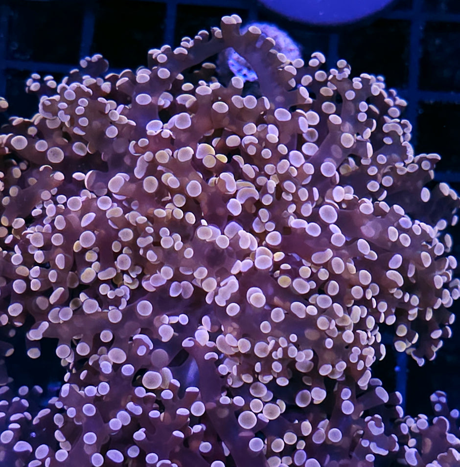 Orange Frogspawn
