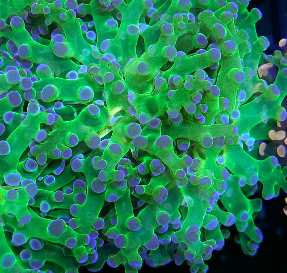 Blue Tip Frogspawn