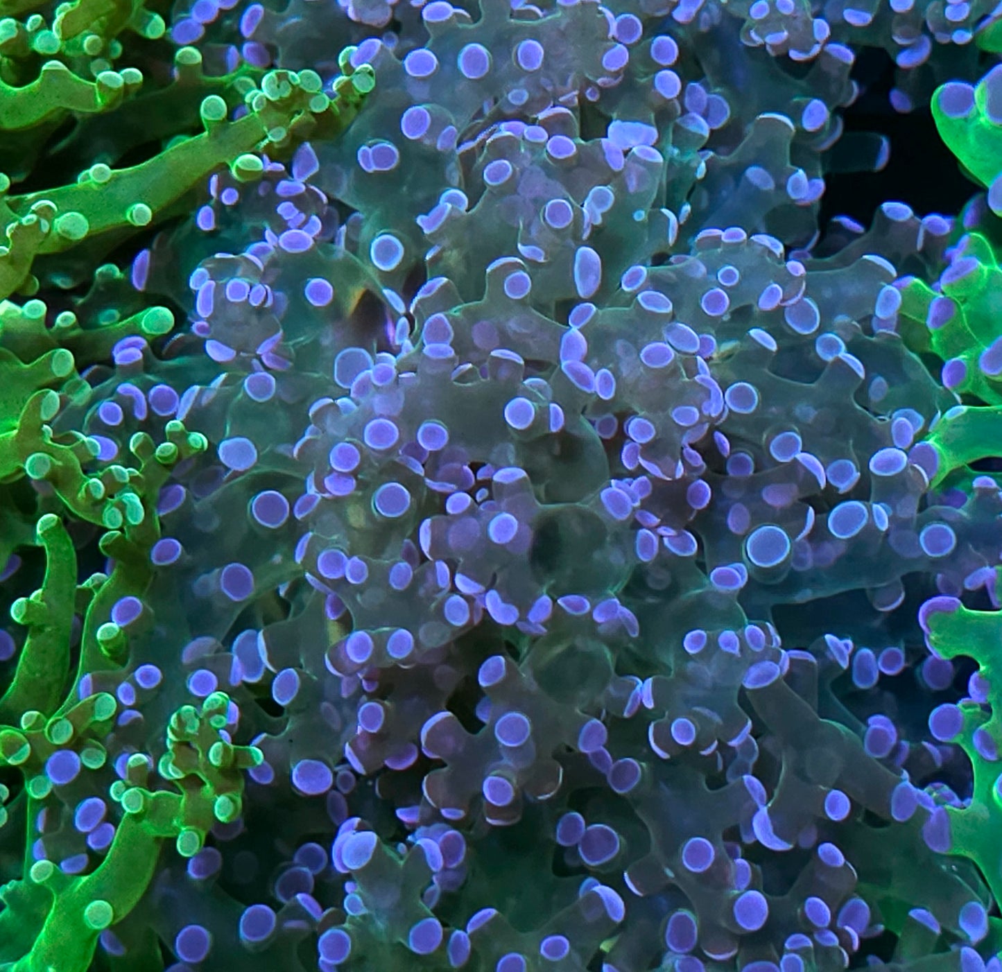 Wonderland Frogspawn
