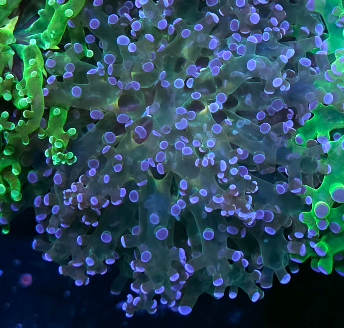 Wonderland Frogspawn
