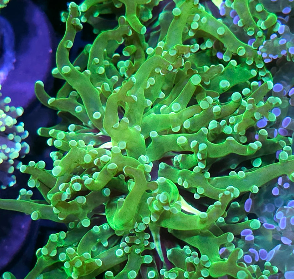 Viper Frogspawn