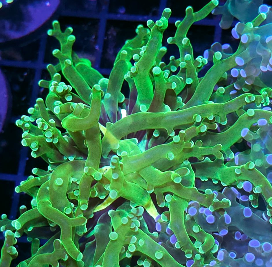 Viper Frogspawn