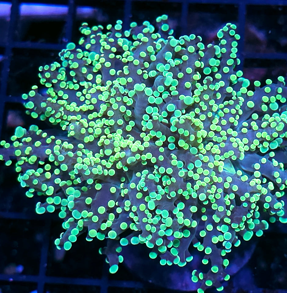 Utopia Frogspawn