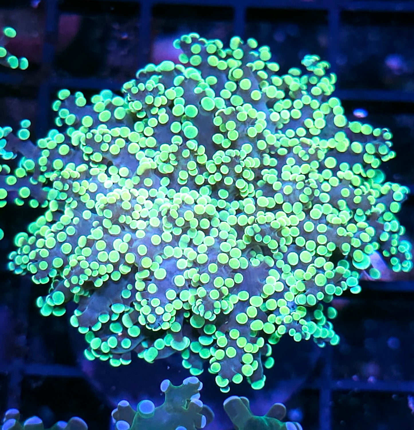 Utopia Frogspawn