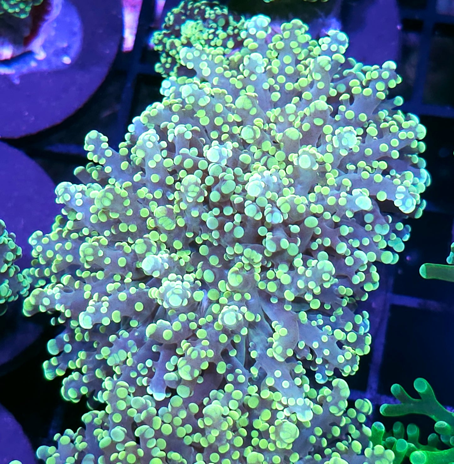 Utopia Frogspawn