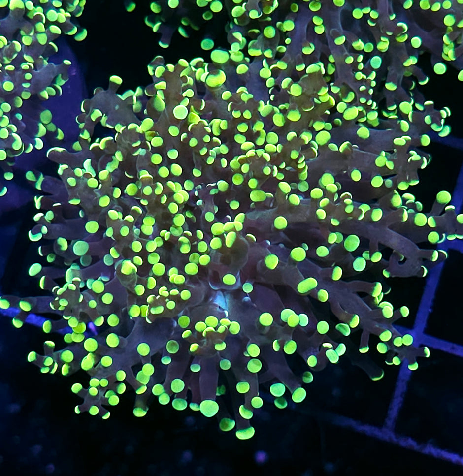 King Kobe Frogspawn