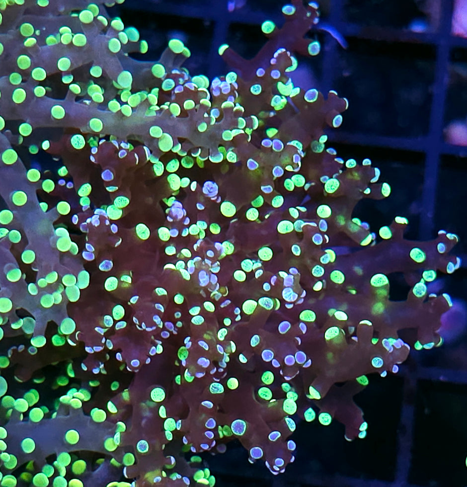 Exploding Neutron Frogspawn