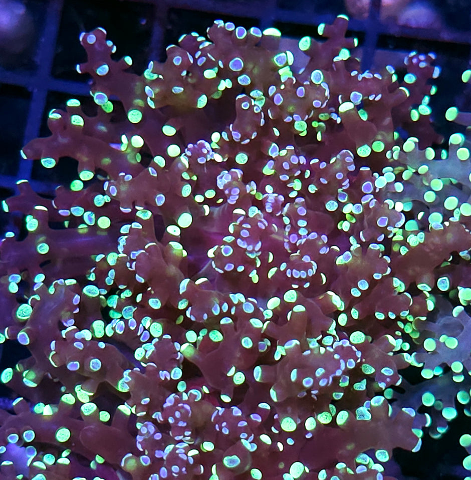 Exploding Neutron Frogspawn