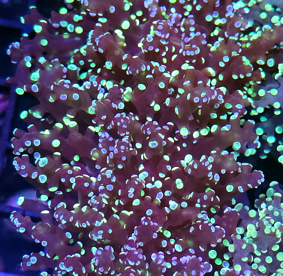 Exploding Neutron Frogspawn