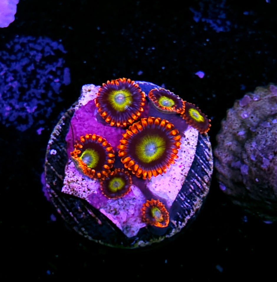 Blonde Blue Eye Bitches Zoas