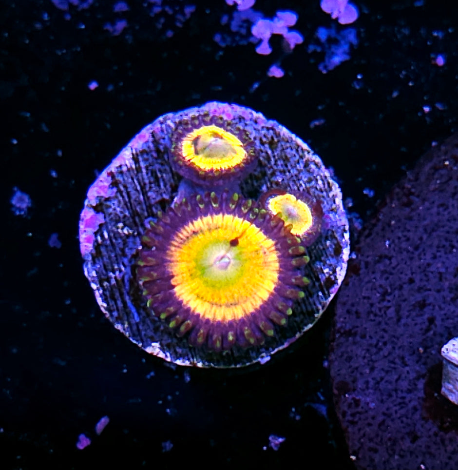 Funny D Zoas