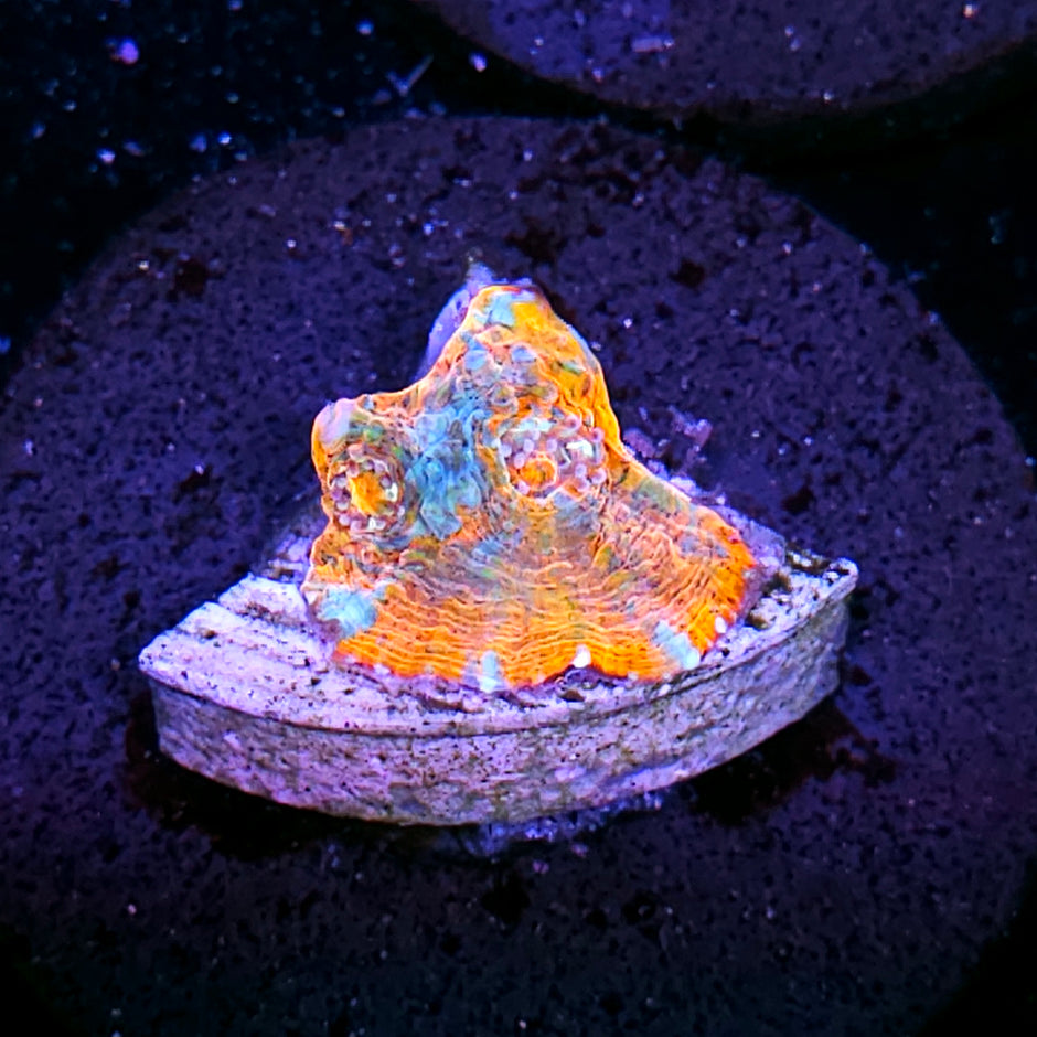 Rainbow Convict Chalice