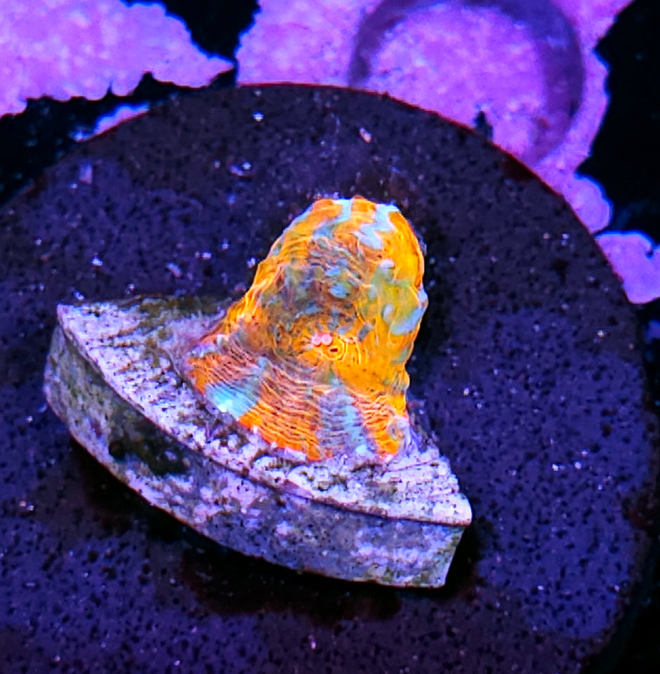 Rainbow Convict Chalice