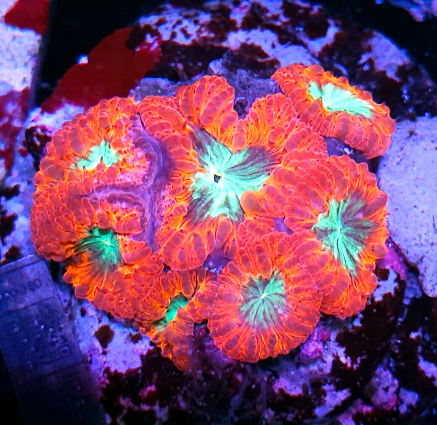 Poison Inferno Indonesian Blasto Colony