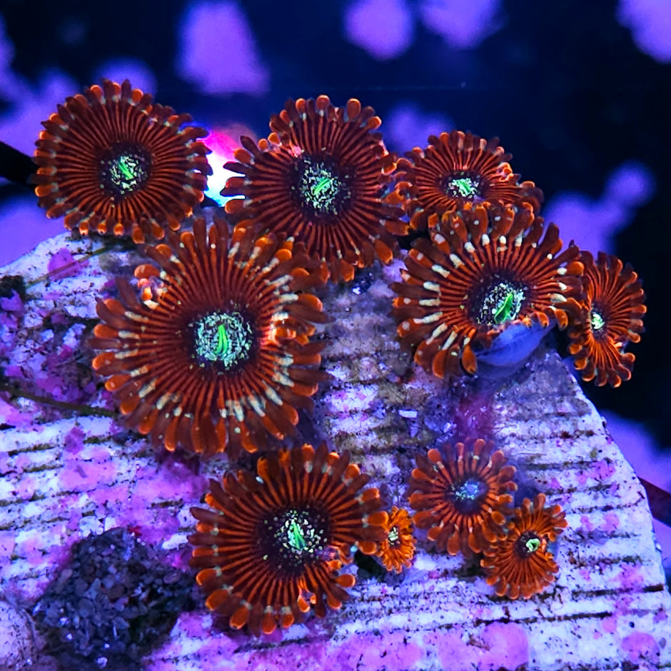 White Zombie Zoas