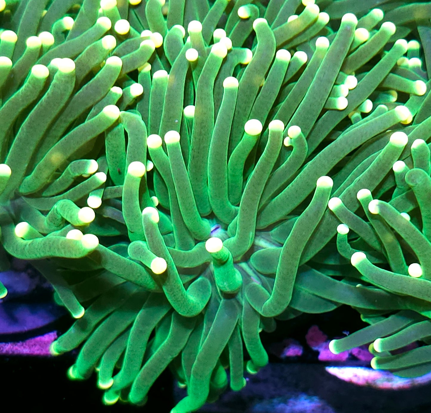 Lemon Drop Torch Yellow Tip
