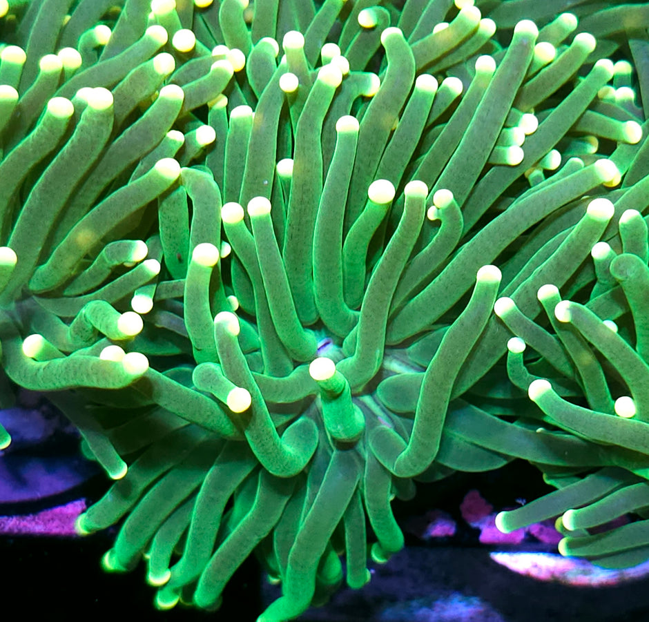Lemon Drop Torch Yellow Tip