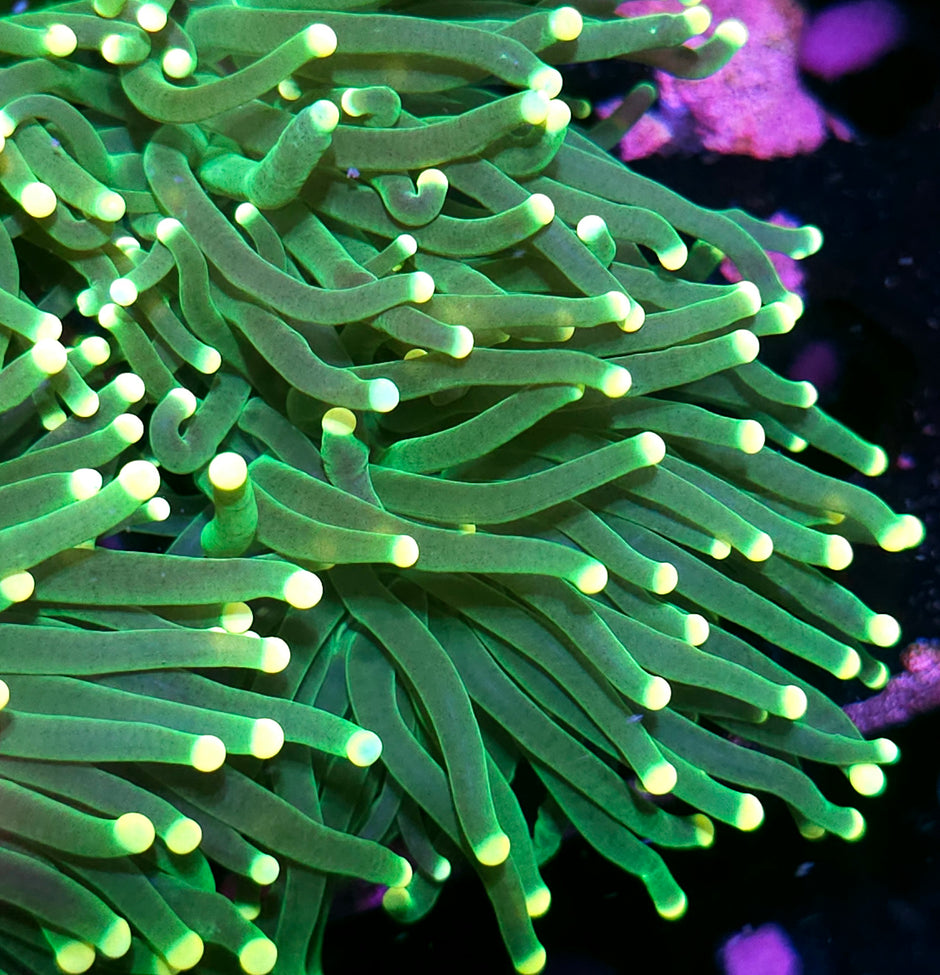 Lemon Drop Torch Yellow Tip