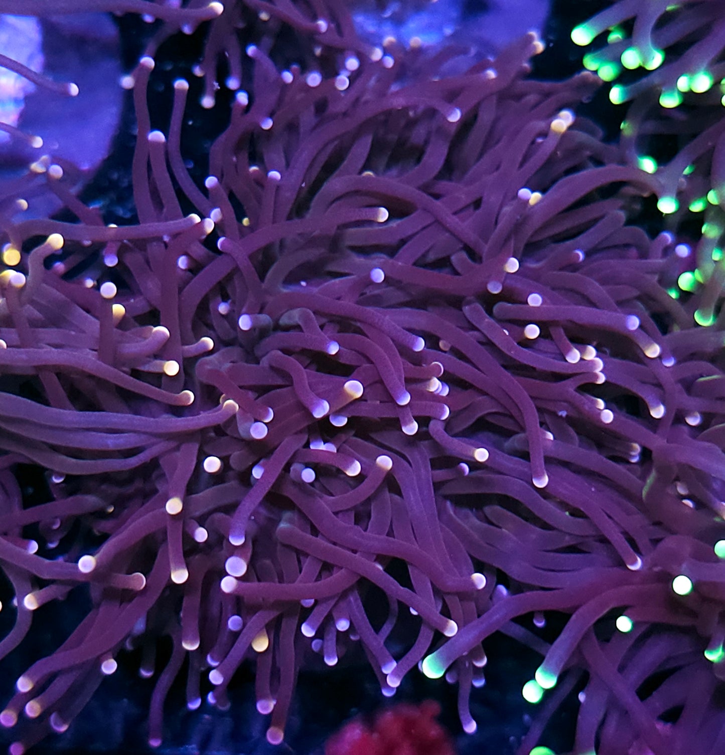 Gumdrop Torch