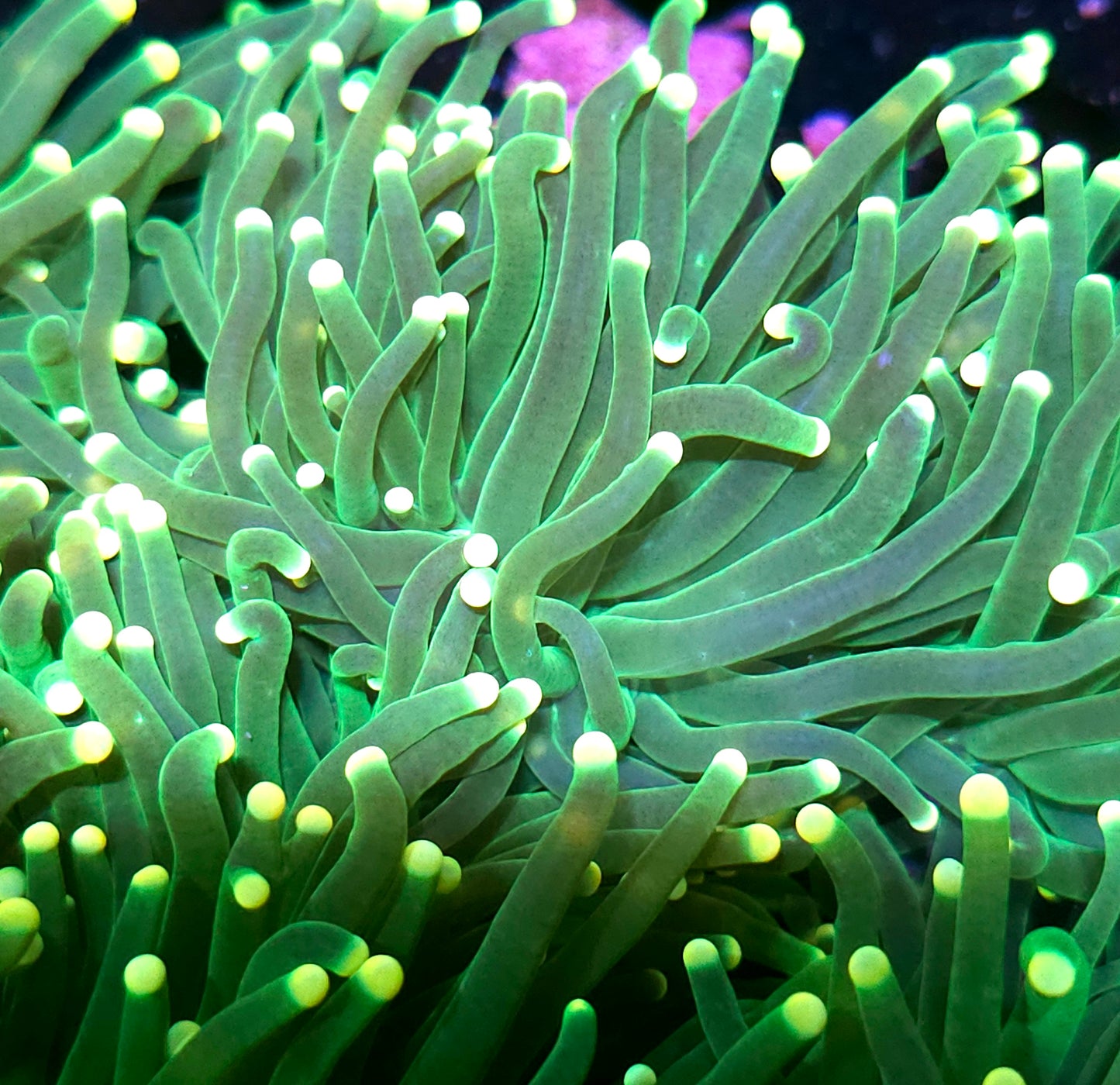 Lemon Drop Torch yellow tip