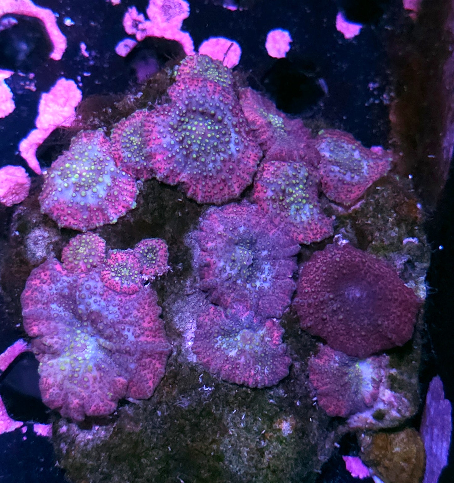 Lava Lamp Mushroom Colony