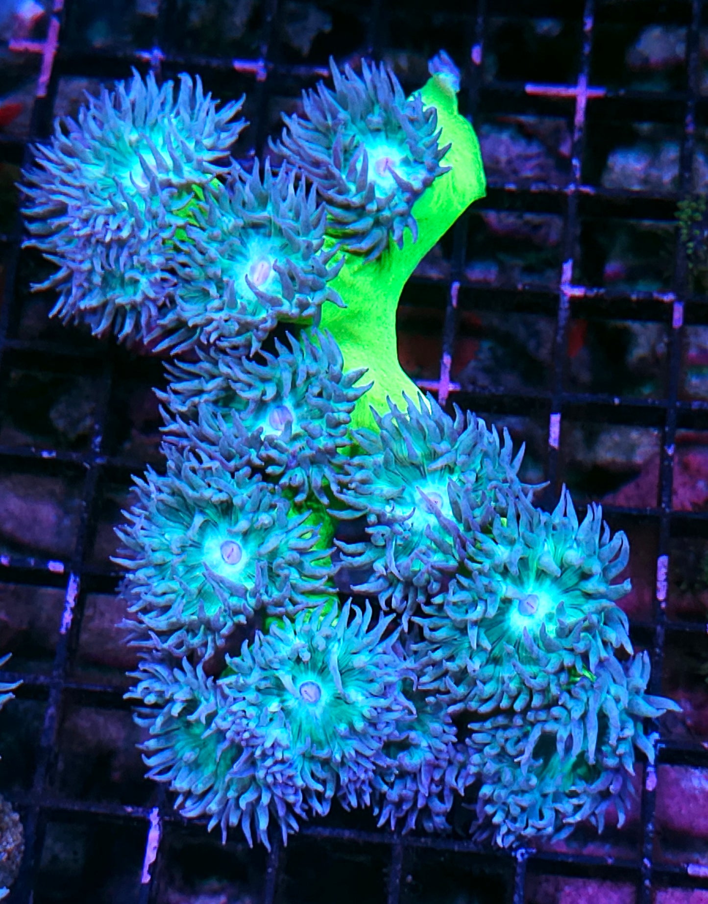 Epic Green Stalk Duncan Colony