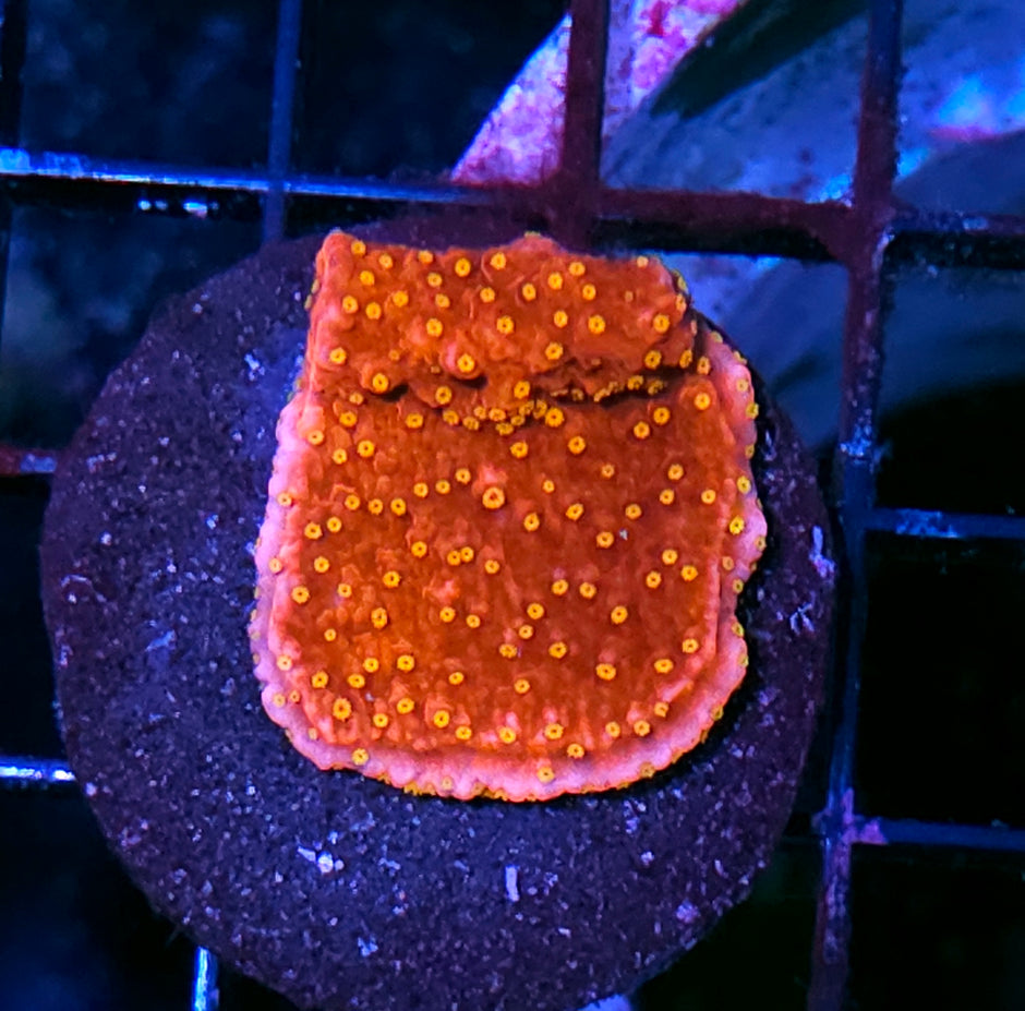 Sunburst Montipora
