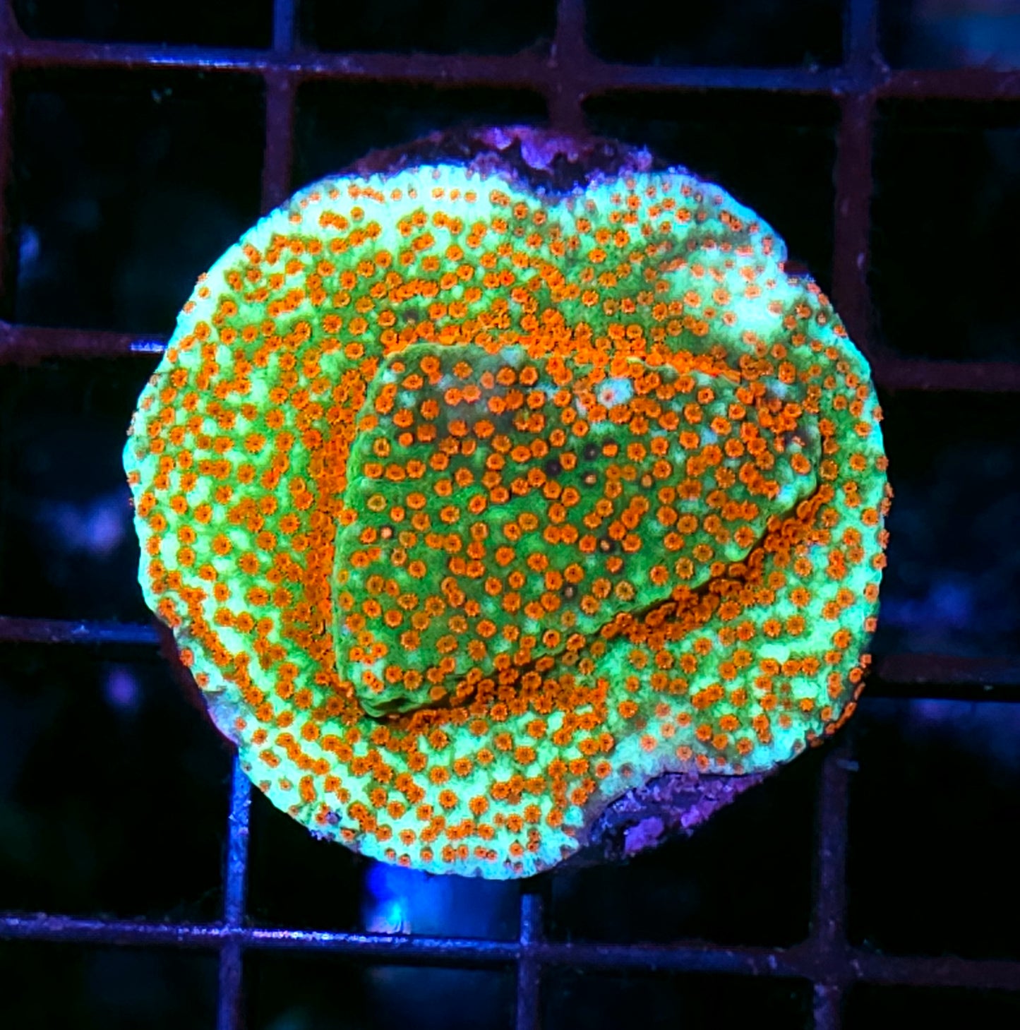 Cindy Lou Who Montipora