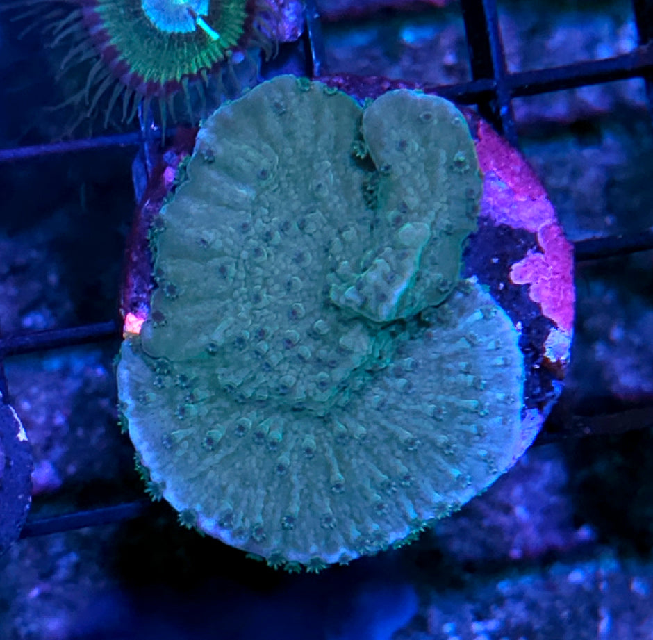 Sourberry Montipora