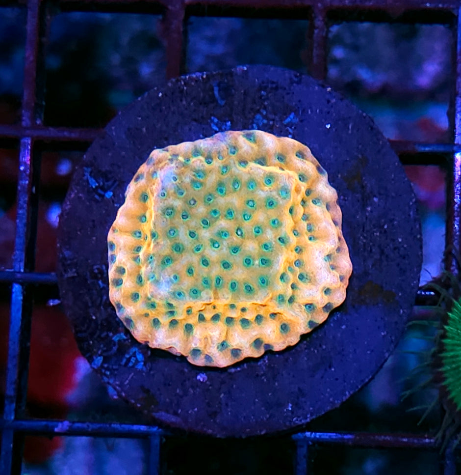 JF Beach Bum Montipora